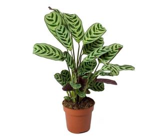 Lándzsadísz - Ctenanthe 'burle-marxii' - 25-40cm magas - ⌀12cm