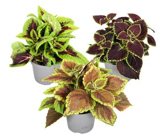 Coleus - 3 ks. - Plectranthus scutellarioides - Výška 25-40cm - ⌀13cm