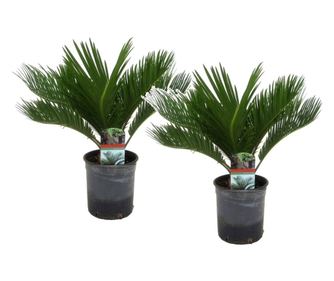 Japán cikász - 2 db - Cycas revoluta - 45-60cm magas - ⌀15cm
