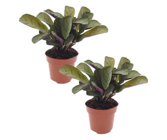 Lándzsadísz - 2 db - Ctenanthe 'Amagris' - 20-30cm magas - ⌀12cm