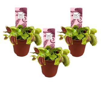 Venerina muholovka - 3 kom. - Dionaea muscipula - Visina 5-15cm - ⌀5,5cm
