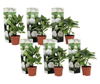 Hortenzija - 6 kom. - Hydrangea macrophylla 'Wudu' - Visina 25-40cm - ⌀9cm