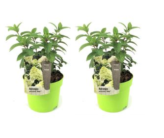 Hortenzia - 2 db - Hydrangea paniculata 'Bobo' - 25-40cm magas - ⌀19cm