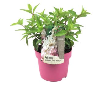 Hortenzia - Hydrangea paniculata 'Pinky Winky' - 25-40cm magas - ⌀19cm