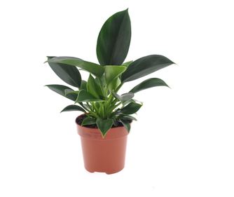 Filodendron - Philodendron 'Green Princess' - 20-30cm magas - ⌀12cm
