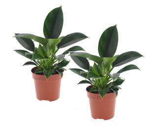 Filodendron - 2 db - Philodendron 'Green Princess' - 20-30cm magas - ⌀12cm