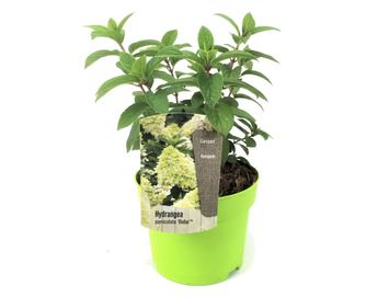 Hortenzia - Hydrangea paniculata 'Bobo' - 25-40cm magas - ⌀19cm