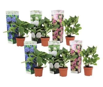 Hortenzia - 6 db - Hydrangea macrophylla - 25-40cm magas - ⌀10,5cm