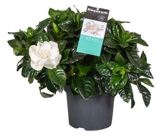 Gardenie iasomie - Gardenia jasminoides - Înălţime 20-30cm - ⌀13cm