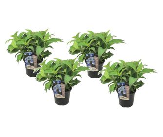 Hortenzia - 4 db - Hydrangea serrata 'Summerglow' - 25-40cm magas - ⌀19cm