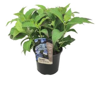 Hortenzia - Hydrangea serrata 'Summerglow' - 25-40cm magas - ⌀19cm