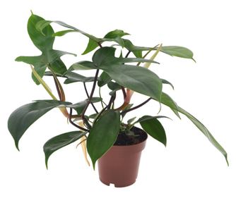 Filodendron - Philodendron 'Florida Green' - 20-30cm magas - ⌀12cm