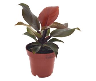 Filodendron - Philodendron 'Sun Light' - 20-30cm magas - ⌀12cm