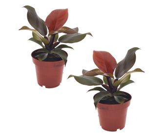 Filodendron - 2 db - Philodendron 'Sun Light' - 20-30cm magas - ⌀12cm