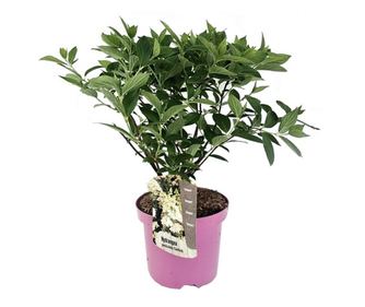 Hortensie - Hydrangea paniculata 'Confetti' - Înălţime 25-40cm - ⌀19cm