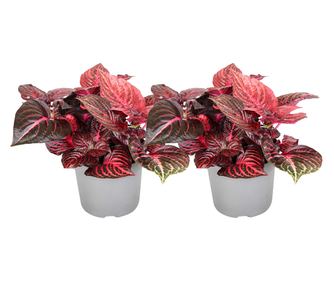 Irezina - 2 kom. - Iresine herbstii - Visina 20-30cm - ⌀13cm