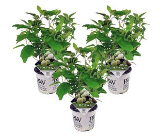 Hortenzia - 3 db - Hydrangea 'Strong Annabelle' - 30-40cm magas - ⌀19cm
