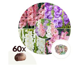 Gladijola - 60 kos - Gladiolus Pastel Mix - Cvetne čebulice