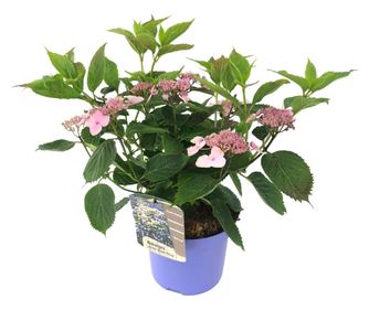 Hortenzia - Hydrangea serrata 'Magic Pillow' - 25-40cm magas - ⌀19cm