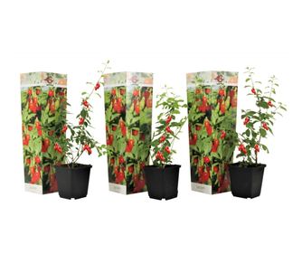 Kustovnice čínská - 3 ks. - Lycium barbarum - Výška 25-40cm - ⌀9cm