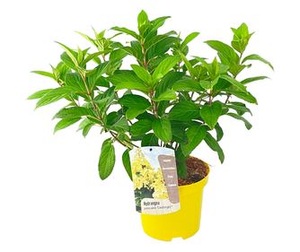 Hortenzia - Hydrangea paniculata 'Candlelight' - 25-40cm magas - ⌀19cm