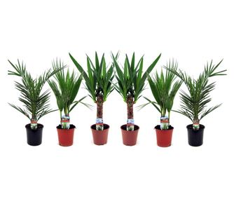 Mix de palmier pentru interior - 6 buc - Indoor Palmmix - În. 50-70cm - ⌀14cm