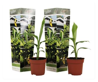 Japán banán - 2 db - Musa basjoo - 25-40cm magas - ⌀9cm