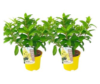 Hortenzia - 2 db - Hydrangea paniculata 'Candlelight' - 25-40cm magas - ⌀19cm