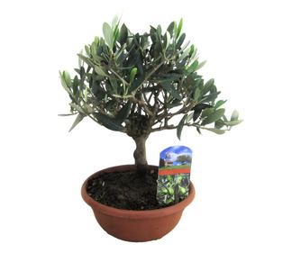Măslin - Olea europaea - Înălţime 30-40cm - ⌀21cm