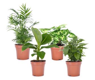 Set de plante de apartament - 4 buc - Înălţime 25-40cm - ⌀12cm