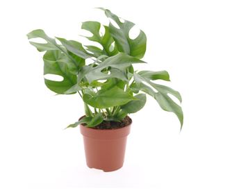 Monstera minima - Rhaphidophora tetrasperma - 20-30cm magas - ⌀12cm