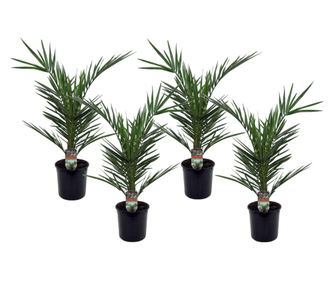 Kanári datolyapálma - 4 db - Phoenix canariensis - 50-60cm magas - ⌀15cm
