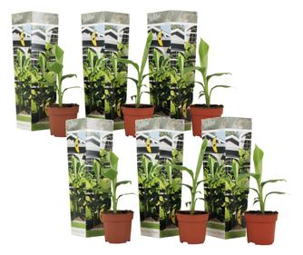 Japán banán - 6 db - Musa basjoo - 25-40cm magas - ⌀9cm