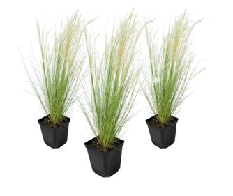 Iarba de stepă - 3 buc - Stipa tenuifolia 'Pony Tails' - Înălţime 20-30cm - ⌀9cm