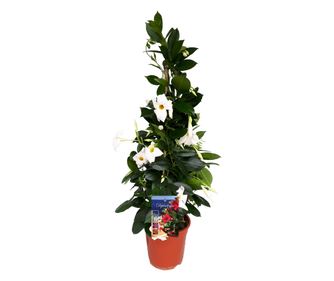 Dipladenia - Mandeville 'Rio White' - Výška 60-70cm - ⌀17cm