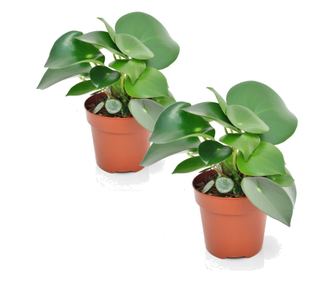 Törpebors faj - 2 db - Peperomia polybotrya - 20-30cm magas - ⌀12cm