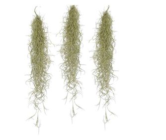 Planta aeriană - 3 buc - Tillandsia usneoides - Înălţime 25-40cm - ⌀5cm