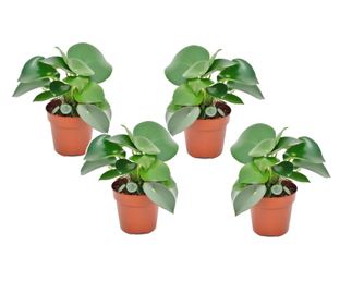 Törpebors faj - 4 db - Peperomia polybotrya - 20-30cm magas - ⌀12cm