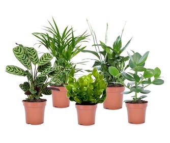 Légtisztító szobanövények - 5 db - 25-40cm magas - ⌀12cm