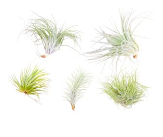 Planta aeriană - 5 buc - Tillandsia - Înălţime 5-15cm - ⌀5cm