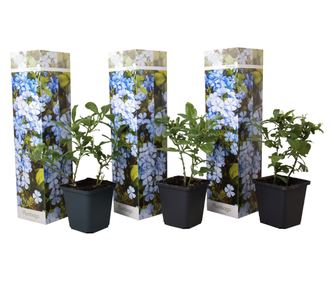 Kapska svinčenica - 3 kos - Plumbago auriculata - Višina 25-40cm - ⌀9cm