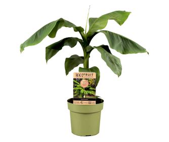 Japonski bananovec - Musa basjoo - Višina 55-70cm - ⌀21cm