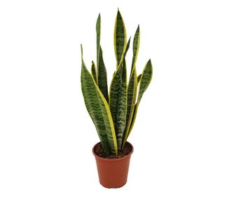 Limba soacrei - Sansevieria trifasciata Laurentii - Înălţime 40-50cm - ⌀14cm