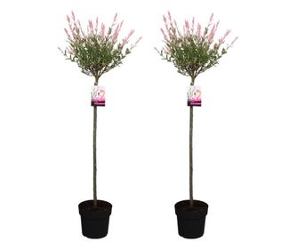 Фламинго Уилоу - 2 бр. - Salix integra 'Flamingo' - Височина 90-110см - ⌀19см