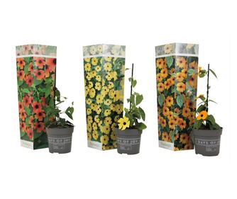 Thunbergie křídlatá - 3 ks. - Thunbergia alata - Výška 25-40cm - ⌀9cm