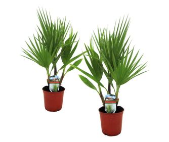 Meksička lepezasta palma - 2 kom. - Washingtonia robusta - V50-60cm - ⌀15cm