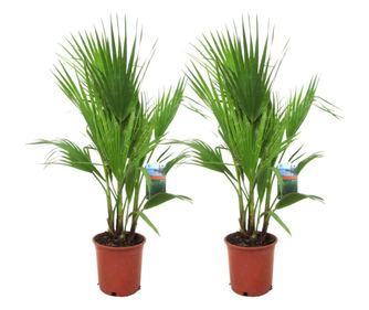 Meksička lepezasta palma - 2 kom. - Washingtonia robusta - V70-90cm - ⌀21cm