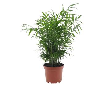 Palmier pitic - Chamaedorea elegans - Înălţime 50-60cm - ⌀17cm