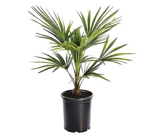 Visoka žumara - Trachycarpus Fortunei - Višina 35-45cm - ⌀15cm