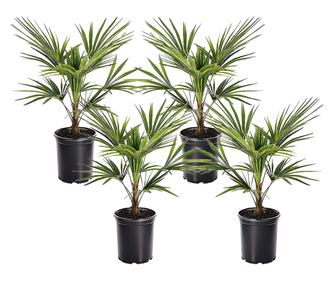 Kínai kenderpálma - 4 db - Trachycarpus Fortunei - 35-45cm magas - ⌀15cm